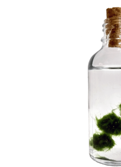 greendome evergeen awesome plants algies bottle fles leven